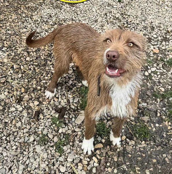 Elide 1 anno taglia media contenuta  | Foto 0