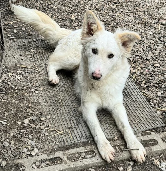 Curzio 10 mesi taglia media  | Foto 1