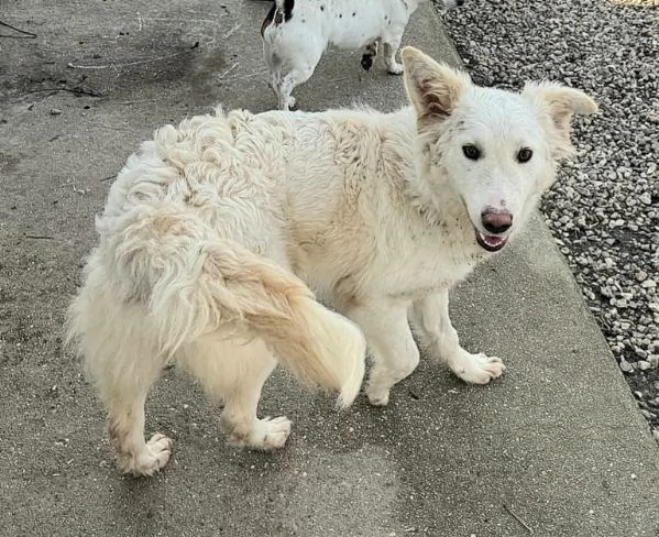 Curzio 10 mesi taglia media  | Foto 0