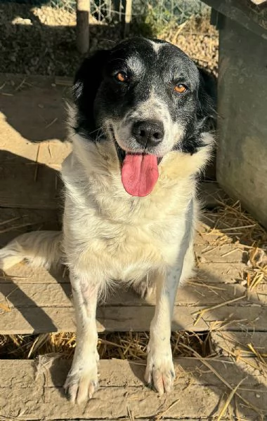 Tessa 2 anni Taglia media  | Foto 2