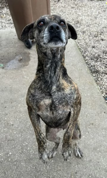 Anissa 7 anni Taglia media piccola  | Foto 3