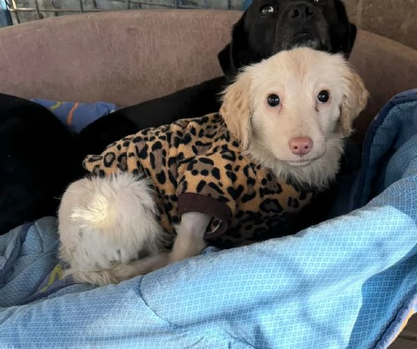 Claretta 6 mesi taglia piccola  | Foto 2