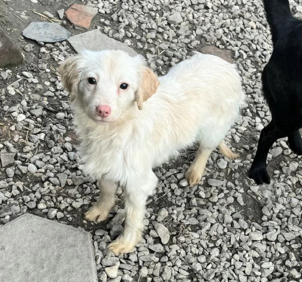 Claretta 6 mesi taglia piccola 