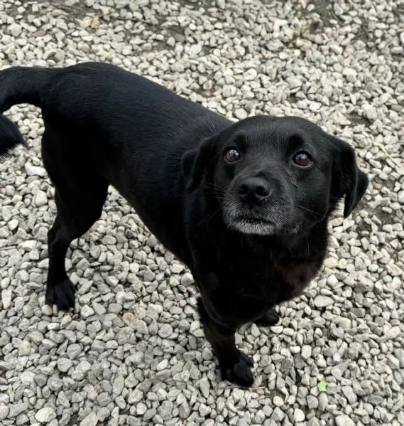 Denver 3 anni Taglia piccola  | Foto 1