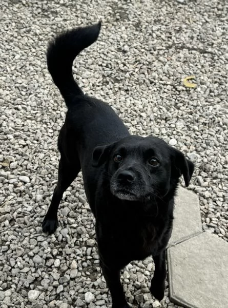 Denver 3 anni Taglia piccola  | Foto 0