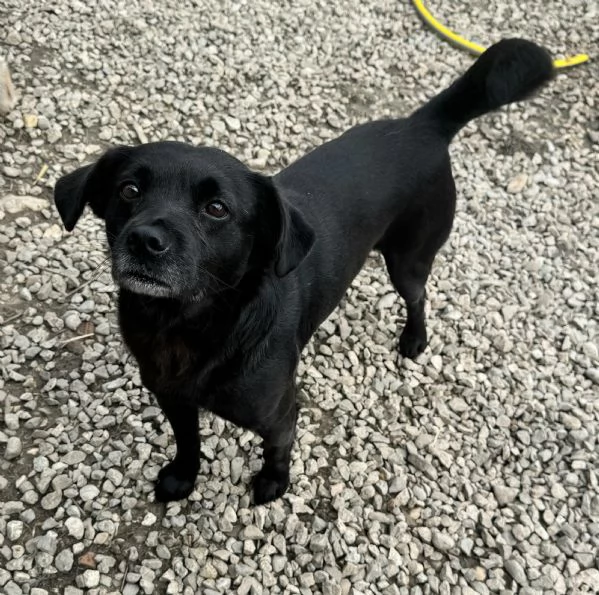 Denver 3 anni Taglia piccola 