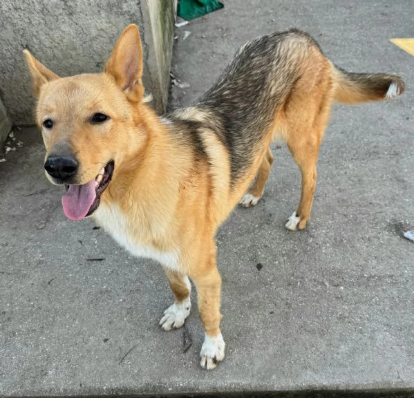 Loris 1 anno mix pastore tedesco  | Foto 5