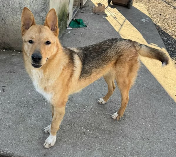 Loris 1 anno mix pastore tedesco  | Foto 4