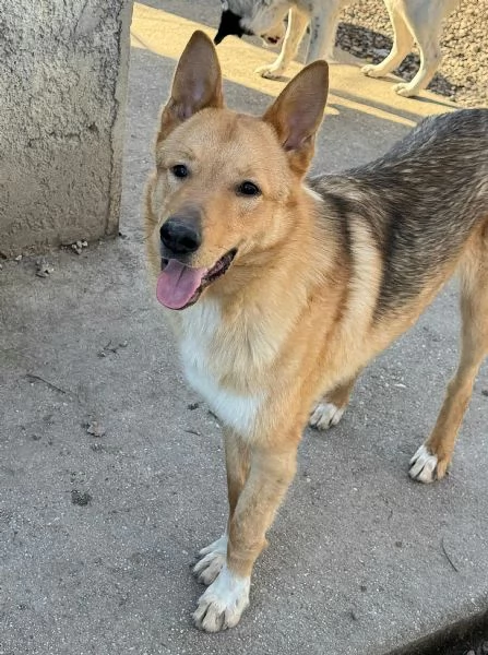 Loris 1 anno mix pastore tedesco  | Foto 2