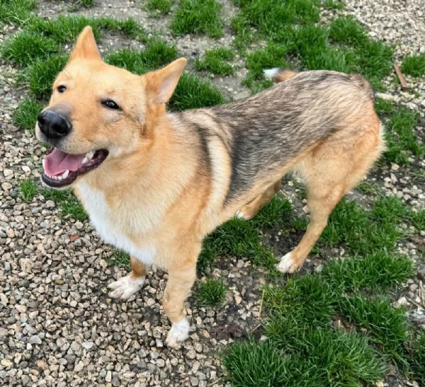 Loris 1 anno mix pastore tedesco  | Foto 0