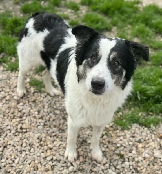 Aurelio 1 anno taglia media  | Foto 6