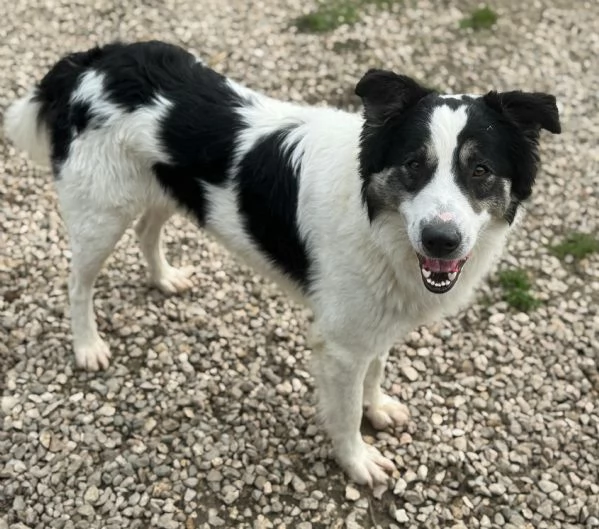 Aurelio 1 anno taglia media  | Foto 4