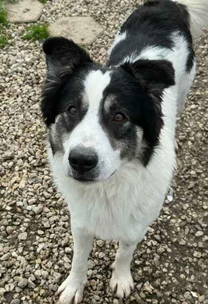 Aurelio 1 anno taglia media  | Foto 2