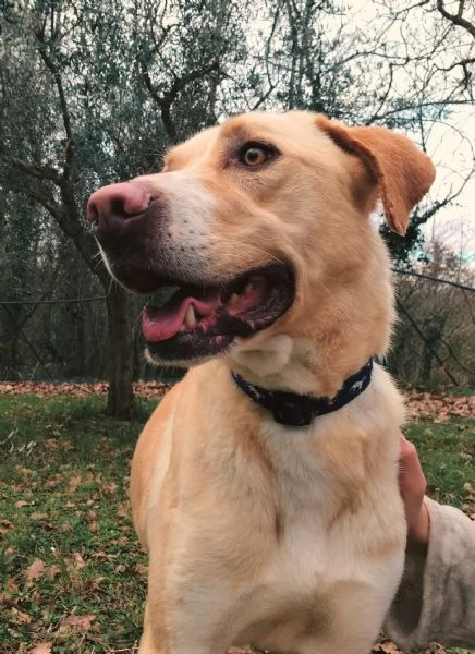 Lily 2 anni mix labrador | Foto 4