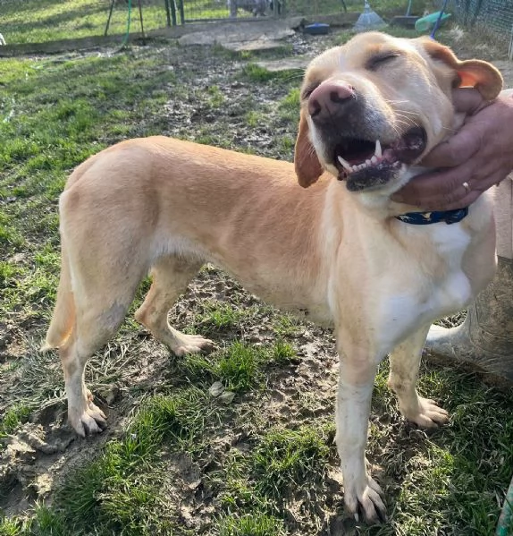 Lily 2 anni mix labrador | Foto 3