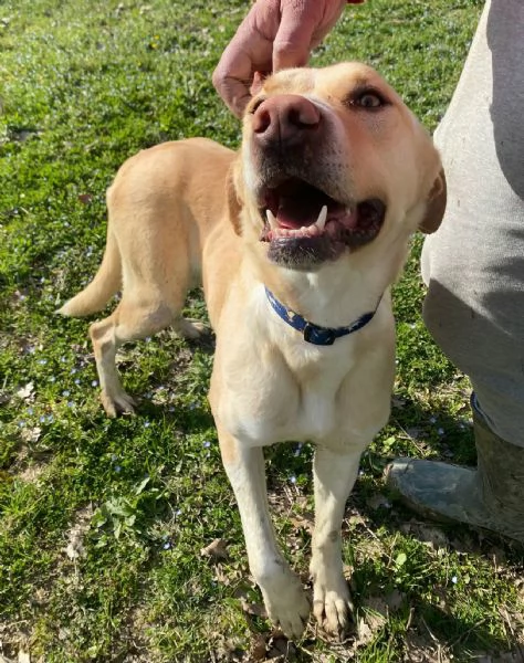 Lily 2 anni mix labrador