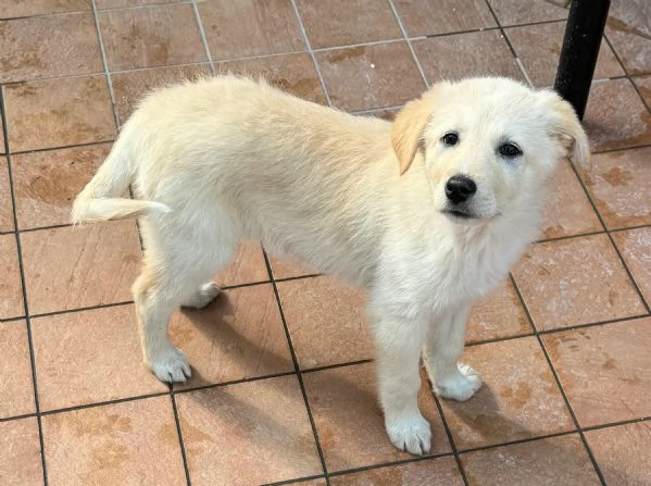 Margot 2 mesi taglia media  | Foto 1