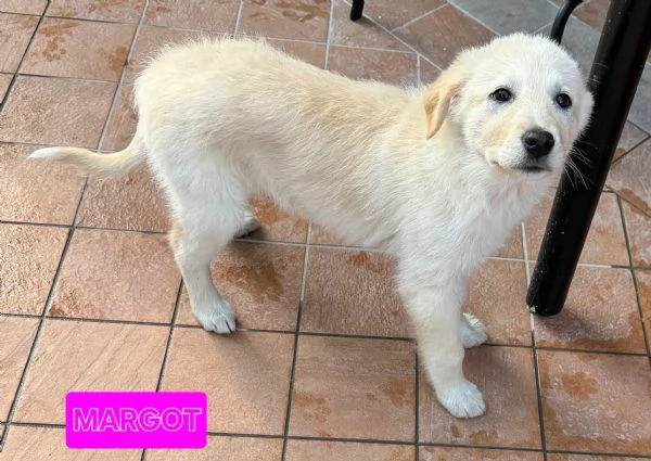 Margot 2 mesi taglia media 