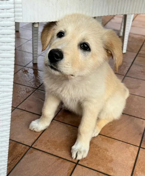 Margot 2 mesi taglia media  | Foto 0