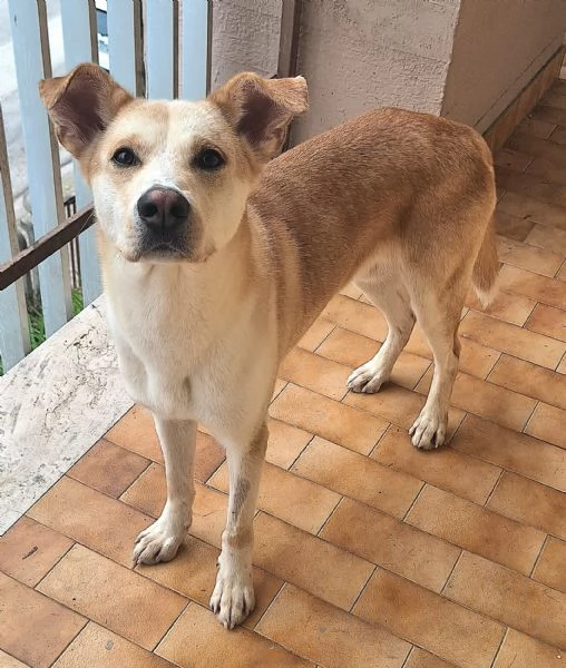 Nuccio 1 anno taglia media  | Foto 3