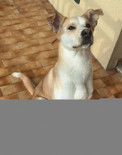 Nuccio 1 anno taglia media  | Foto 0