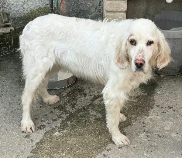 Liz 14 anni setter inglese  | Foto 2