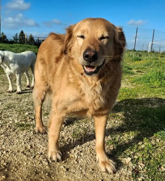 Julia 5 anni mix golden | Foto 2