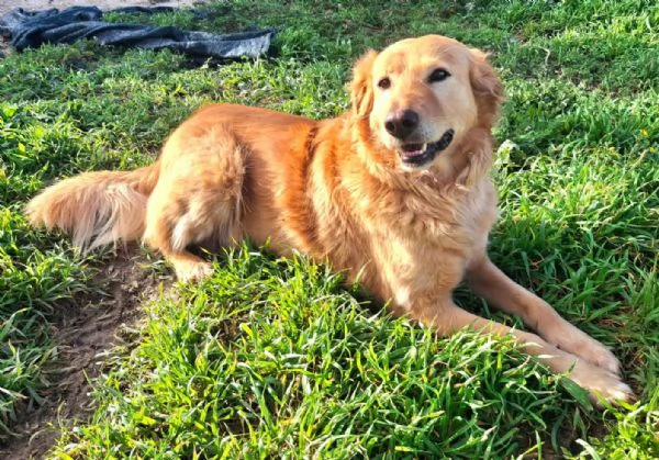 Julia 5 anni mix golden | Foto 1