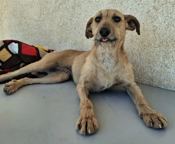 Eloise 2 anni Taglia media piccola  | Foto 5