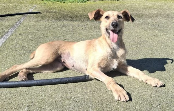 Eloise 2 anni Taglia media piccola  | Foto 4