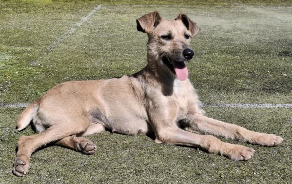 Eloise 2 anni Taglia media piccola  | Foto 2