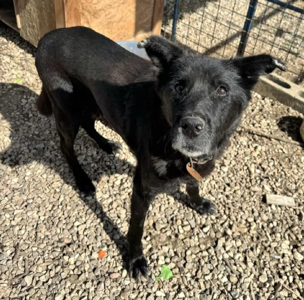 Ottavio 9 anni Taglia media grande  | Foto 2