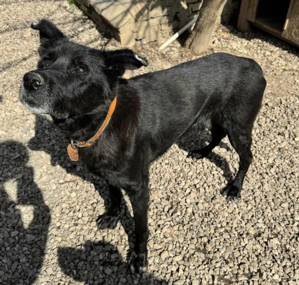 Ottavio 9 anni Taglia media grande  | Foto 0