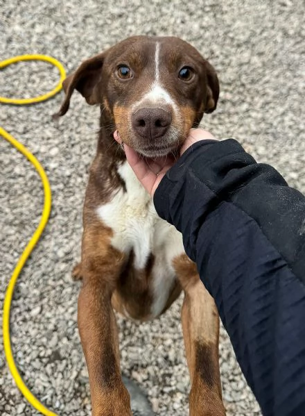 Rudy 4 anni Taglia piccola  | Foto 2