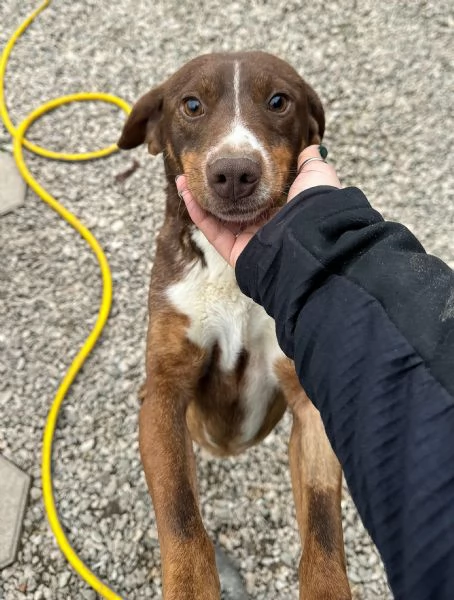 Rudy 4 anni Taglia piccola  | Foto 0