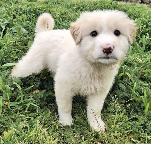 Dexter 2 mesi taglia media grande  | Foto 4