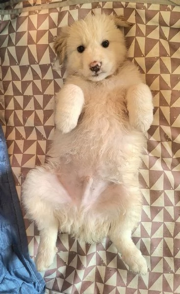 Dexter 2 mesi taglia media grande  | Foto 2