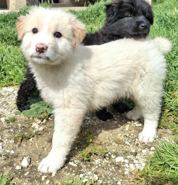 Dexter 2 mesi taglia media grande  | Foto 1