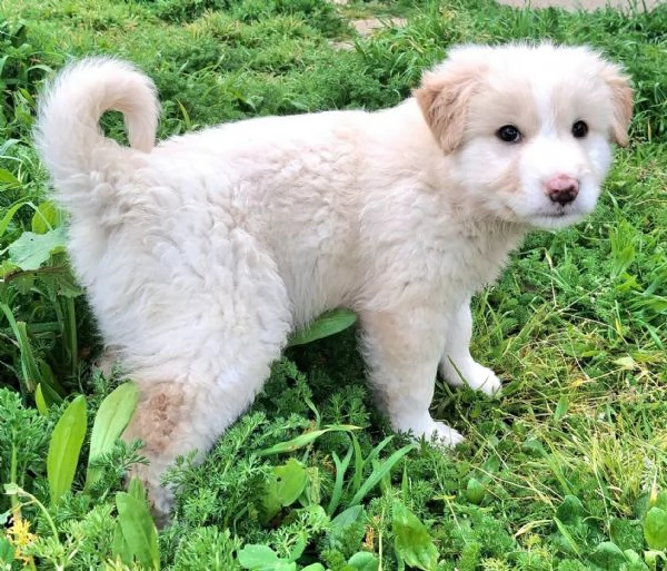 Dexter 2 mesi taglia media grande  | Foto 0