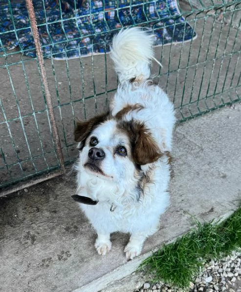 Birillo 4 anni Taglia piccola  | Foto 5