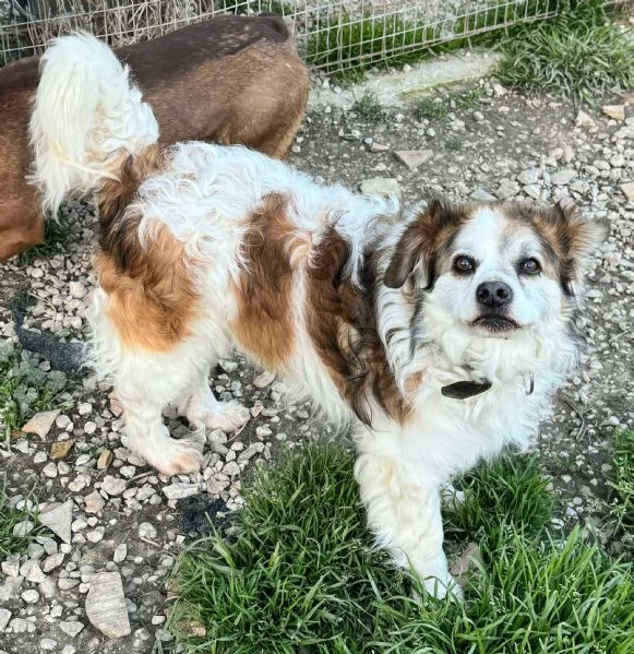 Birillo 4 anni Taglia piccola  | Foto 4