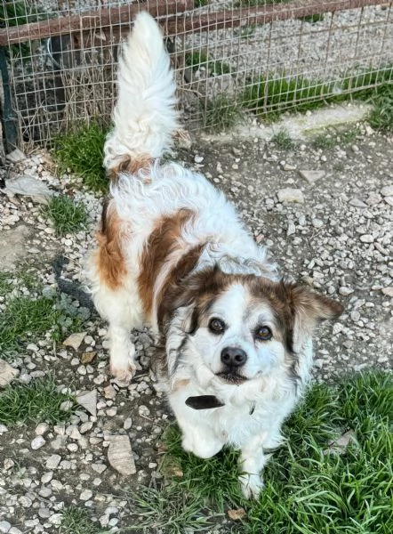 Birillo 4 anni Taglia piccola  | Foto 2