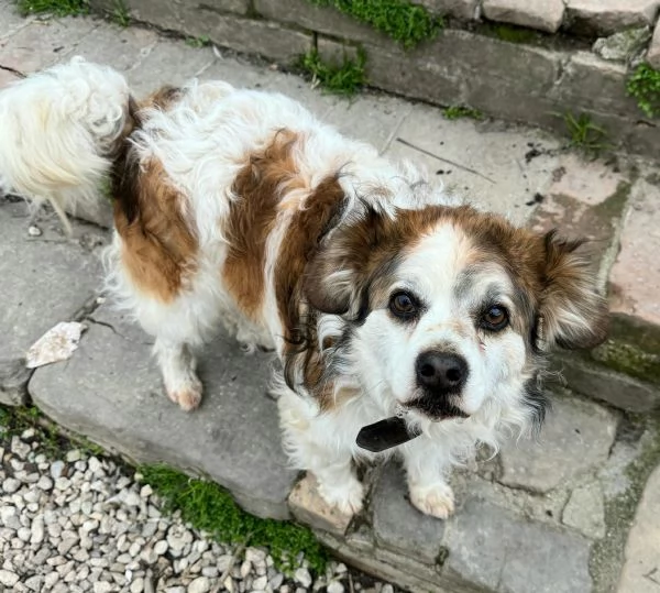 Birillo 4 anni Taglia piccola  | Foto 0