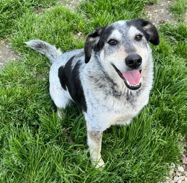 Mila 4 anni Taglia media  | Foto 4