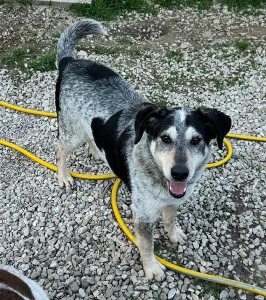 Mila 4 anni Taglia media  | Foto 0