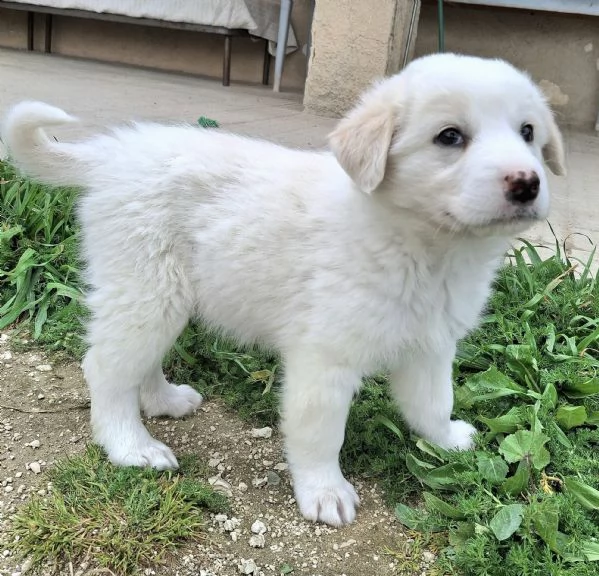 Wilma 2 mesi taglia media  | Foto 3