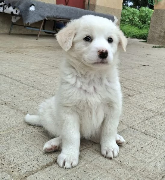 Wilma 2 mesi taglia media  | Foto 2