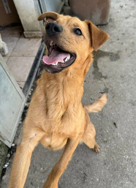 Mino 1 anno taglia piccola  | Foto 3