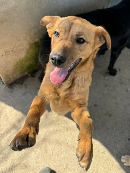 Mino 1 anno taglia piccola  | Foto 1