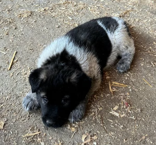 Aiko 50 giorni taglia grande  | Foto 6